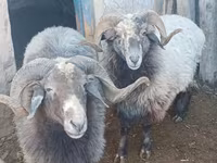 Խոյ, Arabi sheep — լուսանկար 1