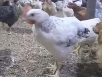 Chickens — լուսանկար 2
