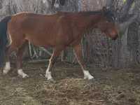 Mare, Kazakh horse — photo 4