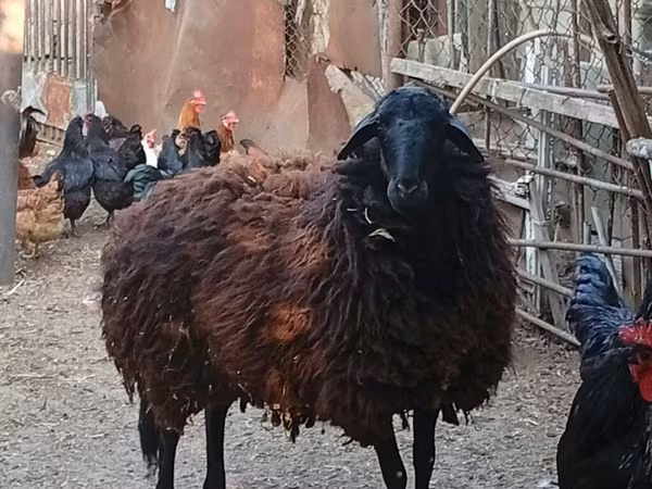 Ovelha, Karabakh sheep