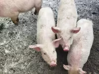 Schweine (Partie, Geschlecht nicht angegeben), Мини-пиг — Foto 1