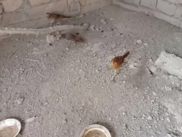 Quails