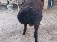 Խոյ, Tian-Shan semifinewool sheep — լուսանկար 3