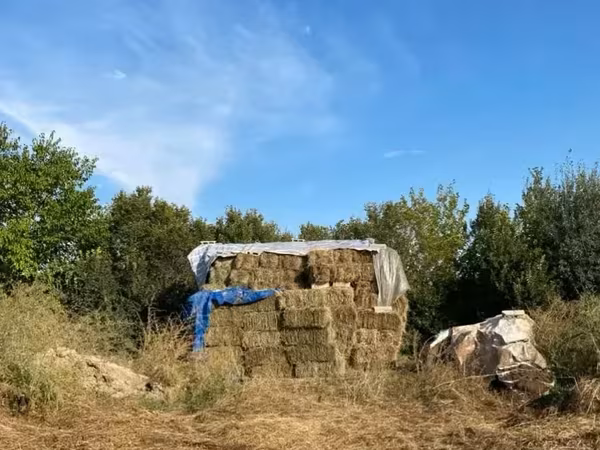 Տուկ խոտ կիսայոնջա