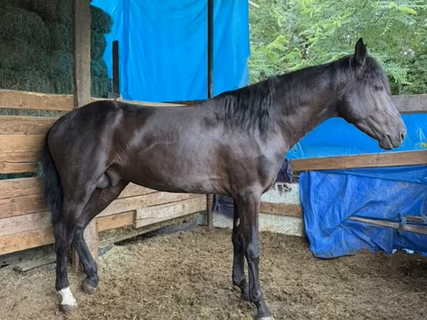 Айғыр, French Trotter