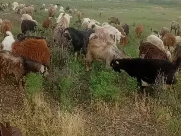 Էգ այծ, Այծեր