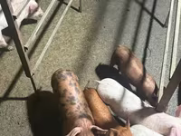 Säue, Schweine — Foto 5