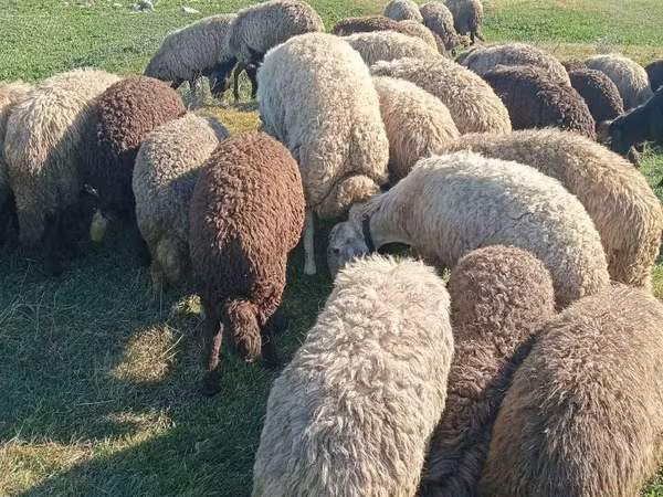Ոչխար, Ոչխարներ