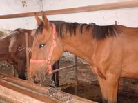Cavalo, Manipuri pony — foto 8