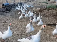 Geese — Foto 3