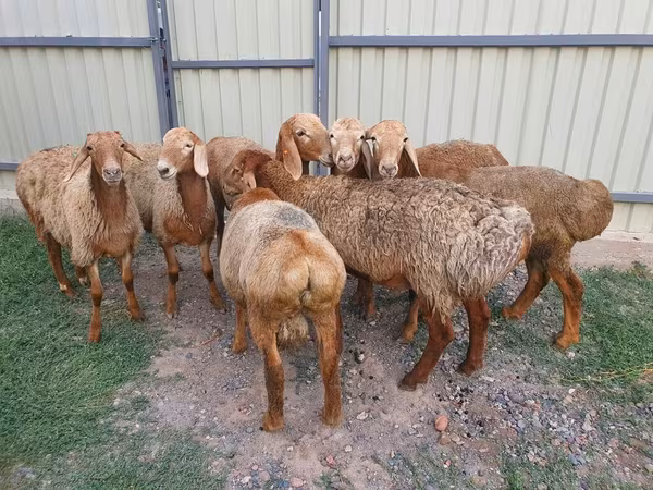 Ոչխար, Edilbay sheep