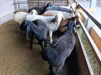Қой, Rhon sheep — 7-сурет