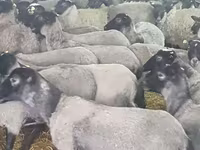 Ոչխար, Romanov sheep — լուսանկար 8