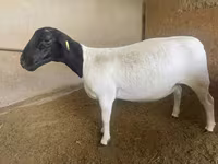 Ոչխար, Dorper sheep — լուսանկար 1