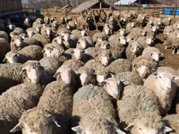 Ոչխար, Kuibyshev sheep — լուսանկար 6