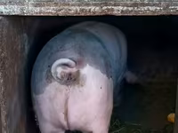 Säue, Schweine — Foto 2