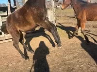 घोड़ा, Hungarian horse breed — फ़ोटो 2