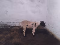Widder, Suffolk sheep — Foto 1