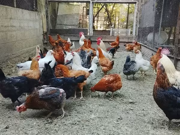 Աքլոր) տնական մատաղի աքլորներ