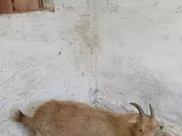 Ziege, Saanen goat — Foto 4
