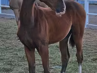 Ձի, Akhal-Teke — լուսանկար 1