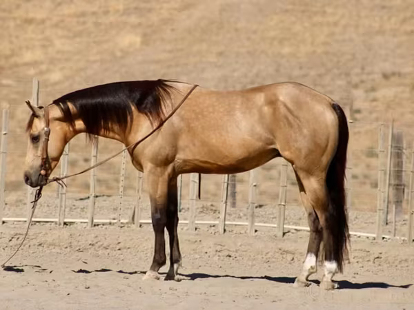 Hengst, Quarter Horse