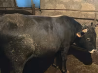 Bull, Cattle — photo 2