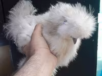 Chickens — լուսանկար 2