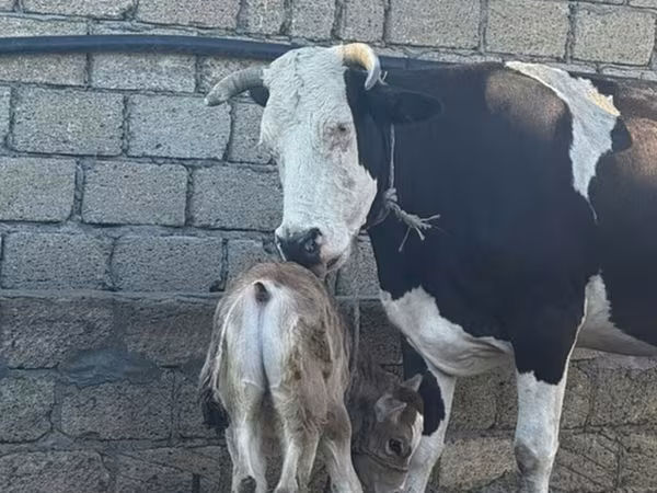 بقرة, Simmental cattle