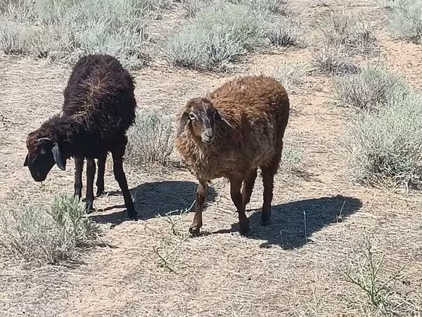 كبش, Edilbay sheep
