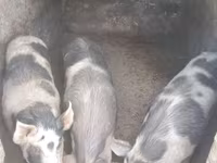 Säue, Schweine — Foto 1