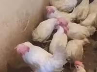 Chickens — photo 4