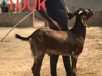 Cabras (lote, sexo não especificado), Najdi goat — foto 1