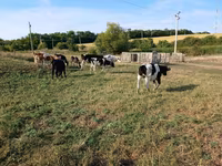 गाय, Russian Black pied cattle — फ़ोटो 1