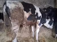 Bull, Russian Black pied cattle — photo 1
