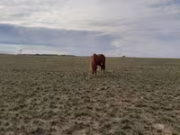 Էգ ձի, Horse breed — լուսանկար 4