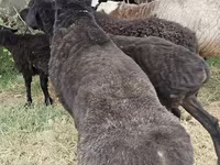 Խոյ, Ոչխարներ — լուսանկար 3