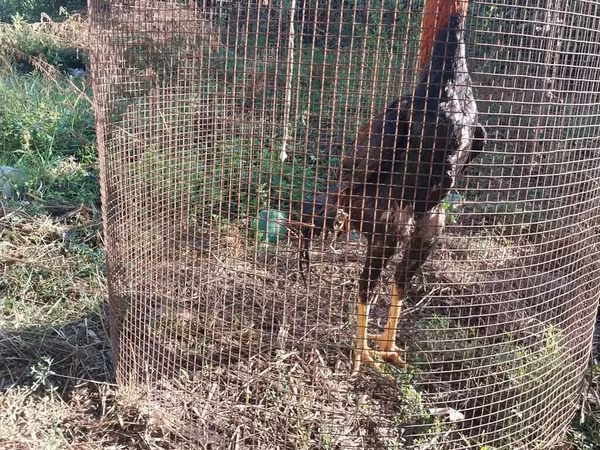 Chickens
