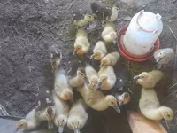 Ducks — الصورة 1
