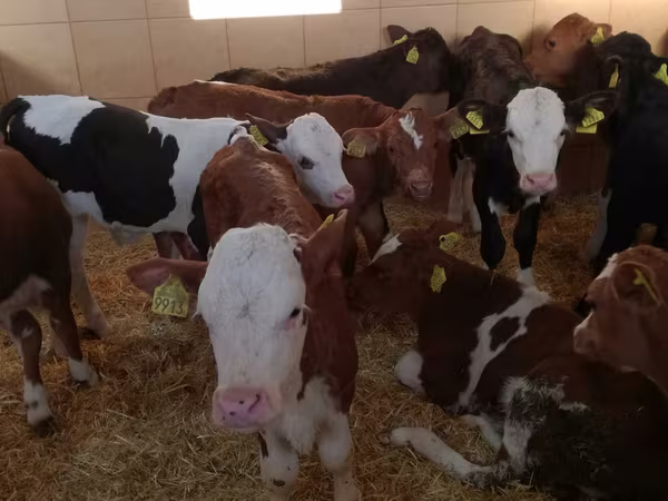 मवेशी (लॉट, लिंग निर्दिष्ट नहीं), Simmental cattle