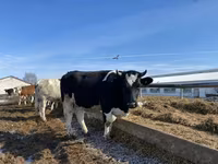 Cow, Russian Black pied cattle — photo 2