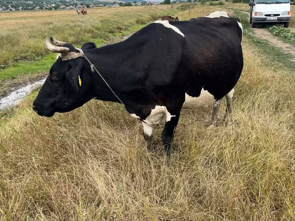 Vaca, Russian Black pied cattle
