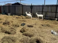 बकरी, Saanen goat — फ़ोटो 4