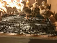 Chickens — Foto 4