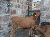 Bull, Cattle — photo 5