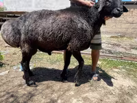 Carneiro, Ovelhas — foto 3