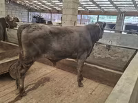 Bull, Aberdeen-Angus — photo 2