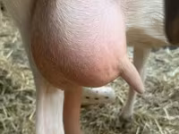 Cabra, Saanen goat — foto 6