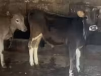 Bull, Cattle — photo 1