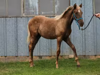 Айғыр, Black Sea breed — 8-сурет
